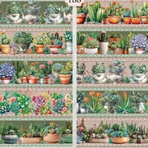 Cactos Suculentas PN