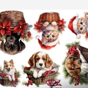 Transfer Natal Pet